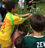 Kids picking sugar snap peas at SCES